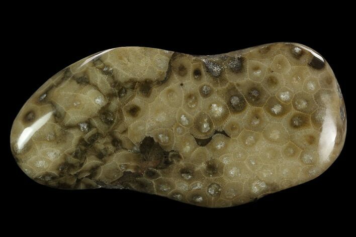 Polished Petoskey Stone (Fossil Coral) - Michigan #131091